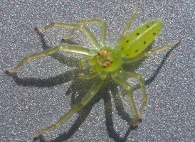 Magnolia Green Jumper Magnolia Green Jumper